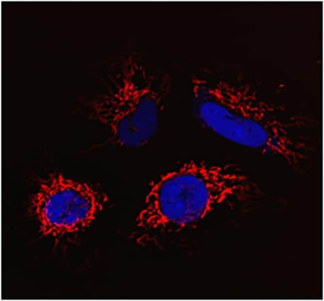HeLa cells were co-transduced with CellLight® Nucleus-CFP and incubated overnight. Following staining with MitoTracker® Deep Red, cells were imaged on a Zeiss 710 confocal microscope.